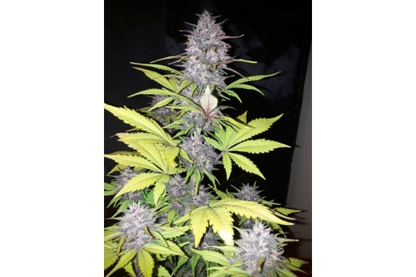 Blackberry Auto (FastBuds) Feminiserede Blackberry Auto (FastBuds) Feminiserede