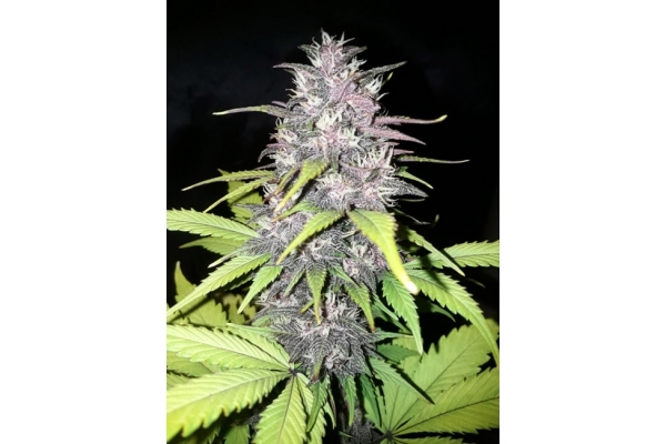 Blackberry Auto (FastBuds) Feminiserede Blackberry Auto (FastBuds) Feminiserede
