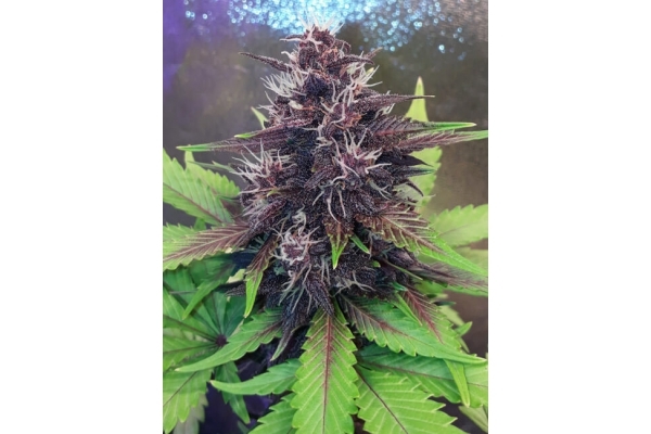 Blackberry Auto (FastBuds) Feminiserede Blackberry Auto (FastBuds) Feminiserede