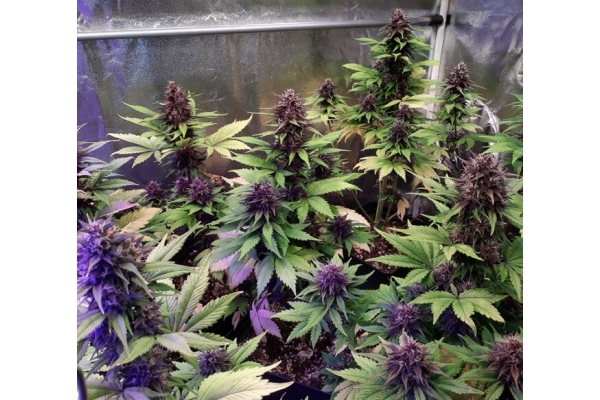 Blackberry Auto (FastBuds) Feminiserede Blackberry Auto (FastBuds) Feminiserede