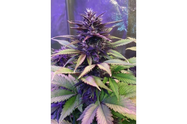 Blackberry Auto (FastBuds) Feminiserede Blackberry Auto (FastBuds) Feminiserede