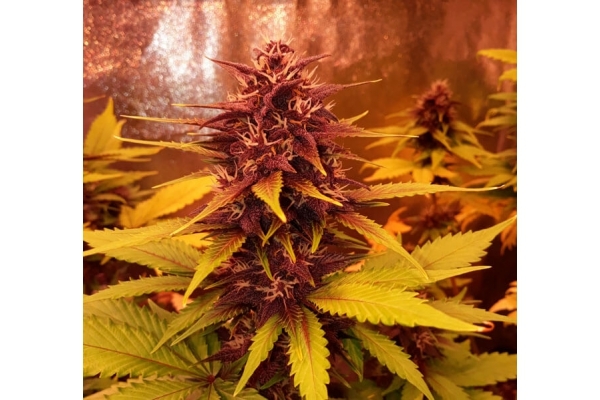 Blackberry Auto (FastBuds) Feminiserede Blackberry Auto (FastBuds) Feminiserede