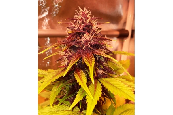 Blackberry Auto (FastBuds) Feminiserede Blackberry Auto (FastBuds) Feminiserede