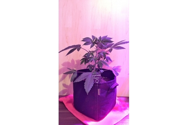Royal Cookies (Royal Queen Seeds) Feminiserede Royal Cookies (Royal Queen Seeds) Feminiserede
