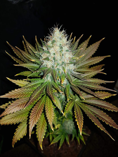 Bona Dea CBD (Vision Seeds) Feminiserede Bona Dea CBD (Vision Seeds) Feminiserede