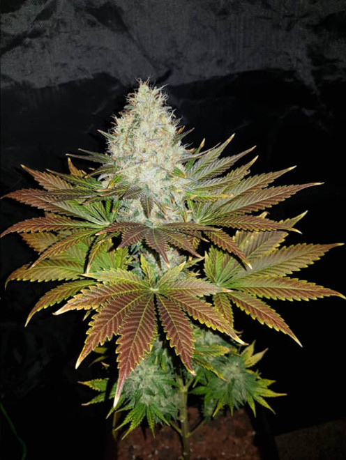 Bona Dea CBD (Vision Seeds) Feminiserede Bona Dea CBD (Vision Seeds) Feminiserede