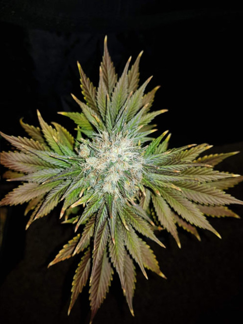 Bona Dea CBD (Vision Seeds) Feminiserede Bona Dea CBD (Vision Seeds) Feminiserede