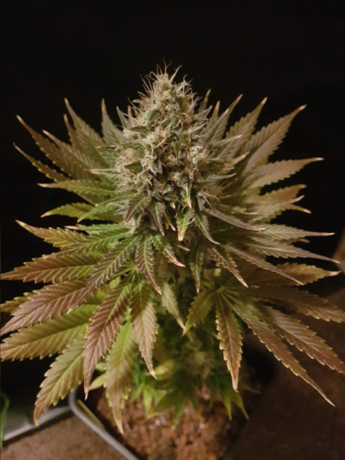 Bona Dea CBD (Vision Seeds) Feminiserede Bona Dea CBD (Vision Seeds) Feminiserede