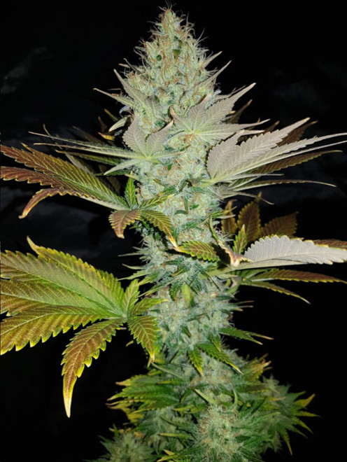 Bona Dea CBD (Vision Seeds) Feminiserede Bona Dea CBD (Vision Seeds) Feminiserede
