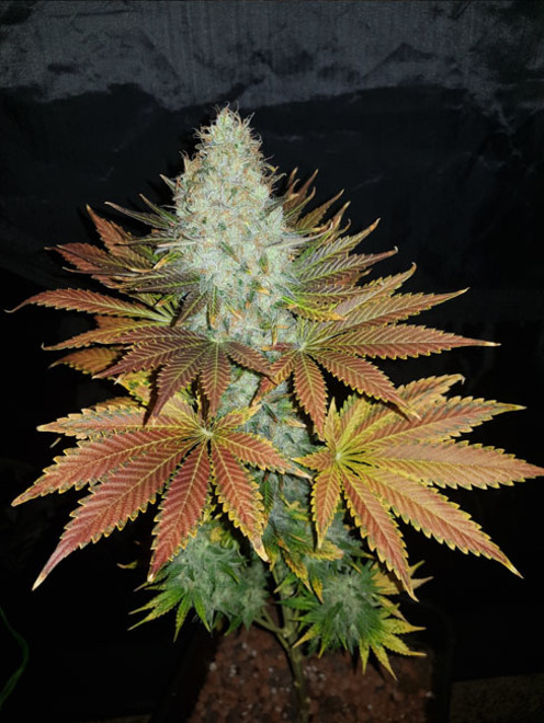 Bona Dea CBD (Vision Seeds) Feminiserede Bona Dea CBD (Vision Seeds) Feminiserede