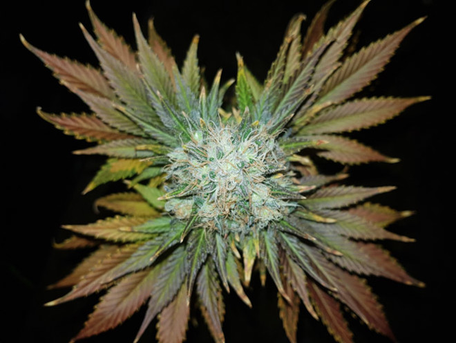 Bona Dea CBD (Vision Seeds) Feminiserede Bona Dea CBD (Vision Seeds) Feminiserede