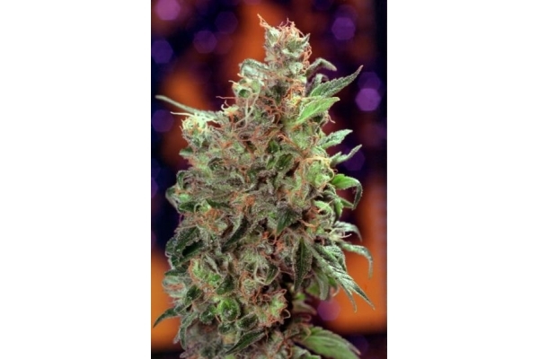 Californian Orange (Dutch Passion) Feminiserede Californian Orange (Dutch Passion) Feminiserede