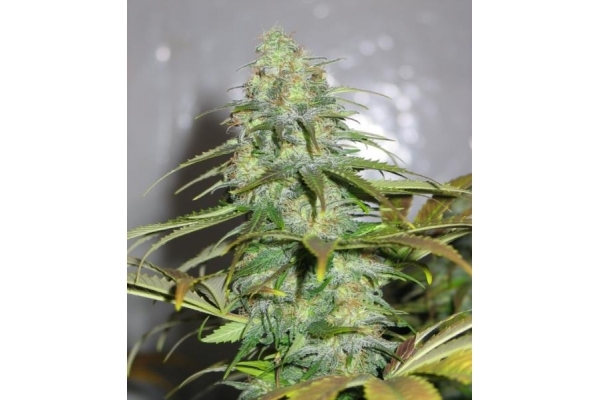 Californian Orange (Dutch Passion) Feminiserede Californian Orange (Dutch Passion) Feminiserede
