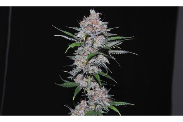 Californian Orange (Dutch Passion) Feminiserede Californian Orange (Dutch Passion) Feminiserede
