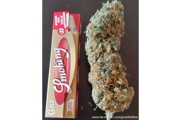 Bubblegum (Zamnesia Seeds) Feminiserede