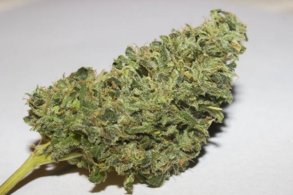 Bubblegum (Zamnesia Seeds) Feminiserede