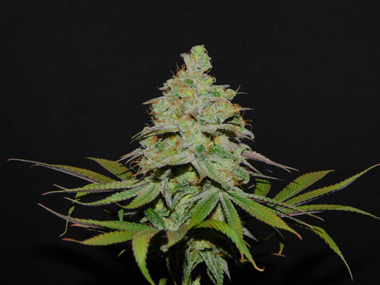 Tangie Ghost Train (Little Chief Collabs) Feminiserede Tangie Ghost Train (Little Chief Collabs) Feminiserede