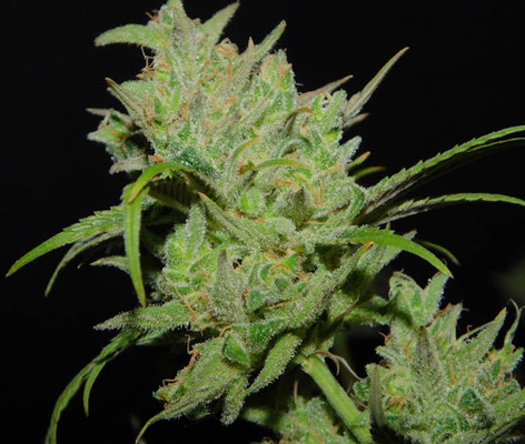 Tangie Ghost Train (Little Chief Collabs) Feminiserede Tangie Ghost Train (Little Chief Collabs) Feminiserede