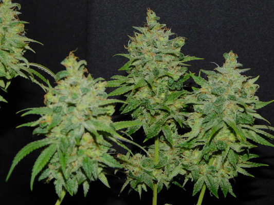 Tangie Ghost Train (Little Chief Collabs) Feminiserede Tangie Ghost Train (Little Chief Collabs) Feminiserede