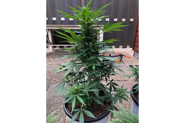 Monster Dwarf Autoflower (Zamnesia Seeds) Feminiserede Monster Dwarf Autoflower (Zamnesia Seeds) Feminiserede
