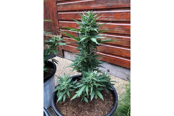 Monster Dwarf Autoflower (Zamnesia Seeds) Feminiserede Monster Dwarf Autoflower (Zamnesia Seeds) Feminiserede