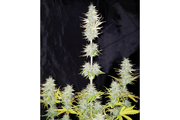 Monster Dwarf Autoflower (Zamnesia Seeds) Feminiserede Monster Dwarf Autoflower (Zamnesia Seeds) Feminiserede