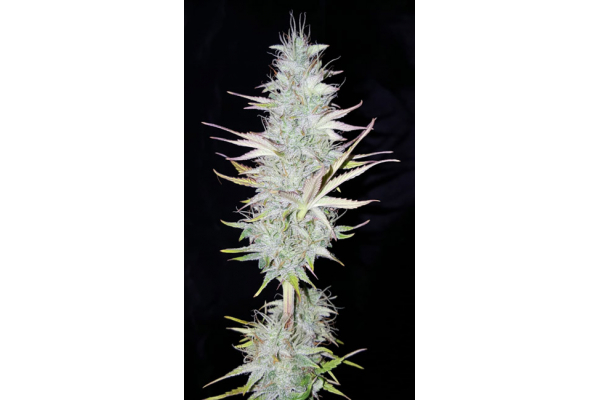 Monster Dwarf Autoflower (Zamnesia Seeds) Feminiserede Monster Dwarf Autoflower (Zamnesia Seeds) Feminiserede