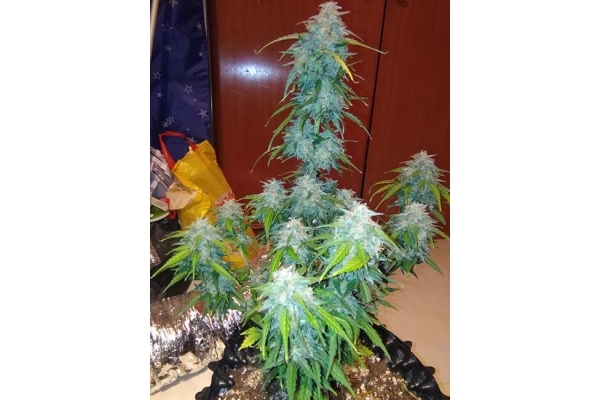 GG#4 Auto (FastBuds) Feminiserede GG#4 Auto (FastBuds) Feminiserede