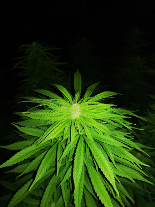Cash Express (Zamnesia Seeds) Feminiserede Cash Express (Zamnesia Seeds) Feminiserede