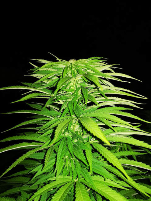 Cash Express (Zamnesia Seeds) Feminiserede Cash Express (Zamnesia Seeds) Feminiserede