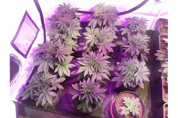 GG#4 (Zamnesia Seeds) Feminiserede GG#4 (Zamnesia Seeds) Feminiserede