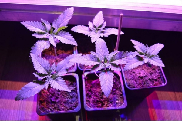 GG#4 (Zamnesia Seeds) Feminiserede GG#4 (Zamnesia Seeds) Feminiserede