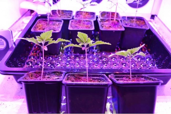 GG#4 (Zamnesia Seeds) Feminiserede GG#4 (Zamnesia Seeds) Feminiserede