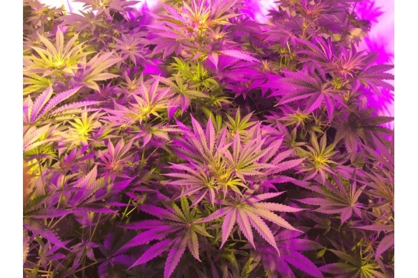 GG#4 (Zamnesia Seeds) Feminiserede GG#4 (Zamnesia Seeds) Feminiserede
