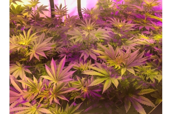 GG#4 (Zamnesia Seeds) Feminiserede GG#4 (Zamnesia Seeds) Feminiserede