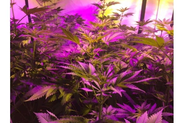GG#4 (Zamnesia Seeds) Feminiserede GG#4 (Zamnesia Seeds) Feminiserede