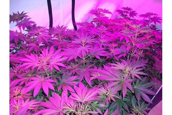 GG#4 (Zamnesia Seeds) Feminiserede GG#4 (Zamnesia Seeds) Feminiserede