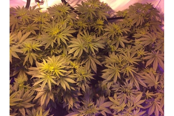 GG#4 (Zamnesia Seeds) Feminiserede GG#4 (Zamnesia Seeds) Feminiserede