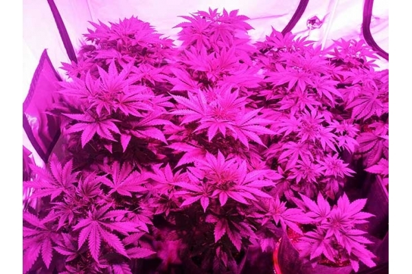 GG#4 (Zamnesia Seeds) Feminiserede GG#4 (Zamnesia Seeds) Feminiserede