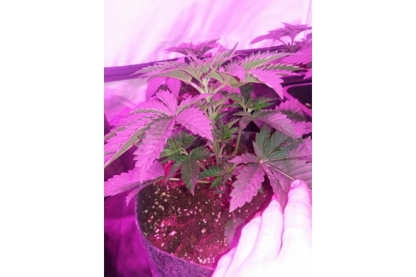 GG#4 (Zamnesia Seeds) Feminiserede GG#4 (Zamnesia Seeds) Feminiserede