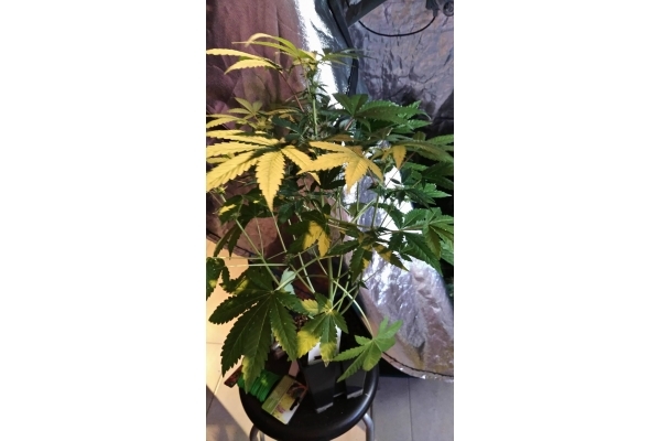 GG#4 (Zamnesia Seeds) Feminiserede GG#4 (Zamnesia Seeds) Feminiserede
