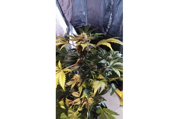GG#4 (Zamnesia Seeds) Feminiserede GG#4 (Zamnesia Seeds) Feminiserede