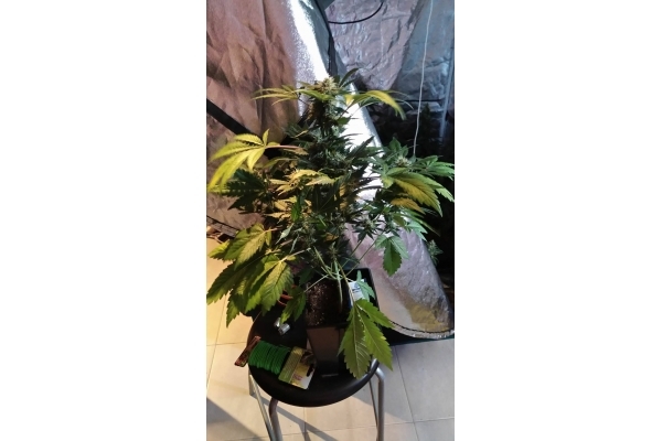 GG#4 (Zamnesia Seeds) Feminiserede GG#4 (Zamnesia Seeds) Feminiserede