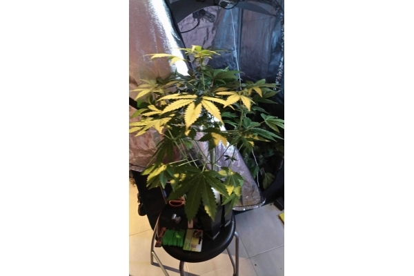 GG#4 (Zamnesia Seeds) Feminiserede GG#4 (Zamnesia Seeds) Feminiserede