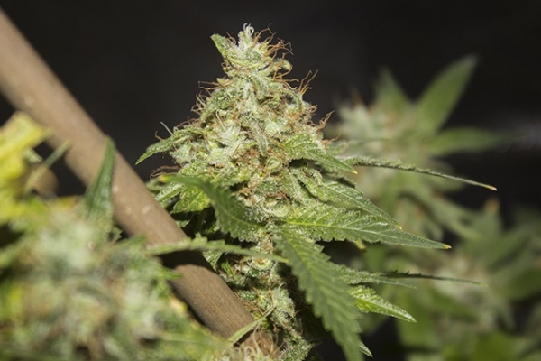 GG#4 (Zamnesia Seeds) Feminiserede GG#4 (Zamnesia Seeds) Feminiserede