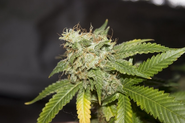 GG#4 (Zamnesia Seeds) Feminiserede GG#4 (Zamnesia Seeds) Feminiserede