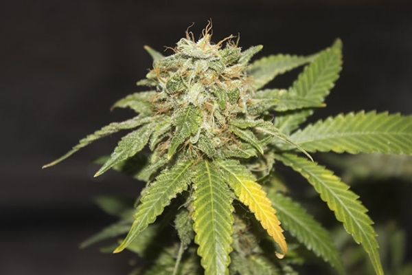 GG#4 (Zamnesia Seeds) Feminiserede GG#4 (Zamnesia Seeds) Feminiserede