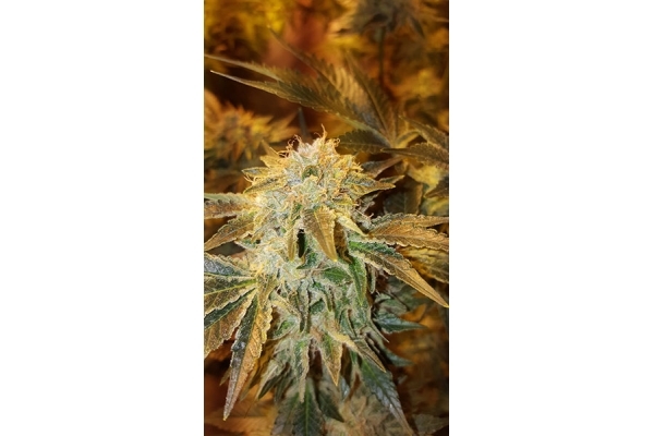 GG#4 (Zamnesia Seeds) Feminiserede GG#4 (Zamnesia Seeds) Feminiserede