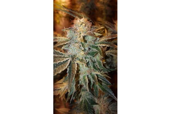 GG#4 (Zamnesia Seeds) Feminiserede GG#4 (Zamnesia Seeds) Feminiserede