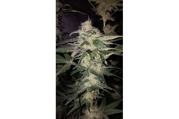 GG#4 (Zamnesia Seeds) Feminiserede GG#4 (Zamnesia Seeds) Feminiserede